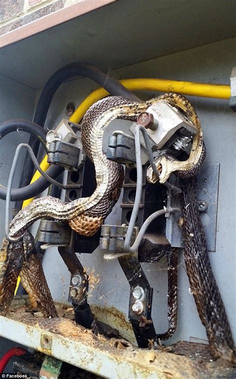 Stunned workers find TWO snakes electrocuted inside a transfer 